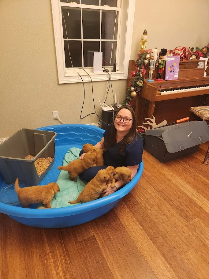 A happy lap full of golden puppies